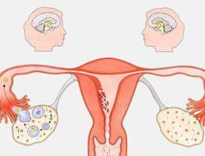陰道分泌物深夜福利影院器廠家分析女人排卵的感覺