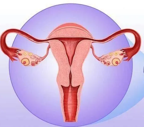 婦科陰道炎深夜福利影院器廠家提醒女性堅持泡水喝，消炎滅菌，遠離婦科炎症